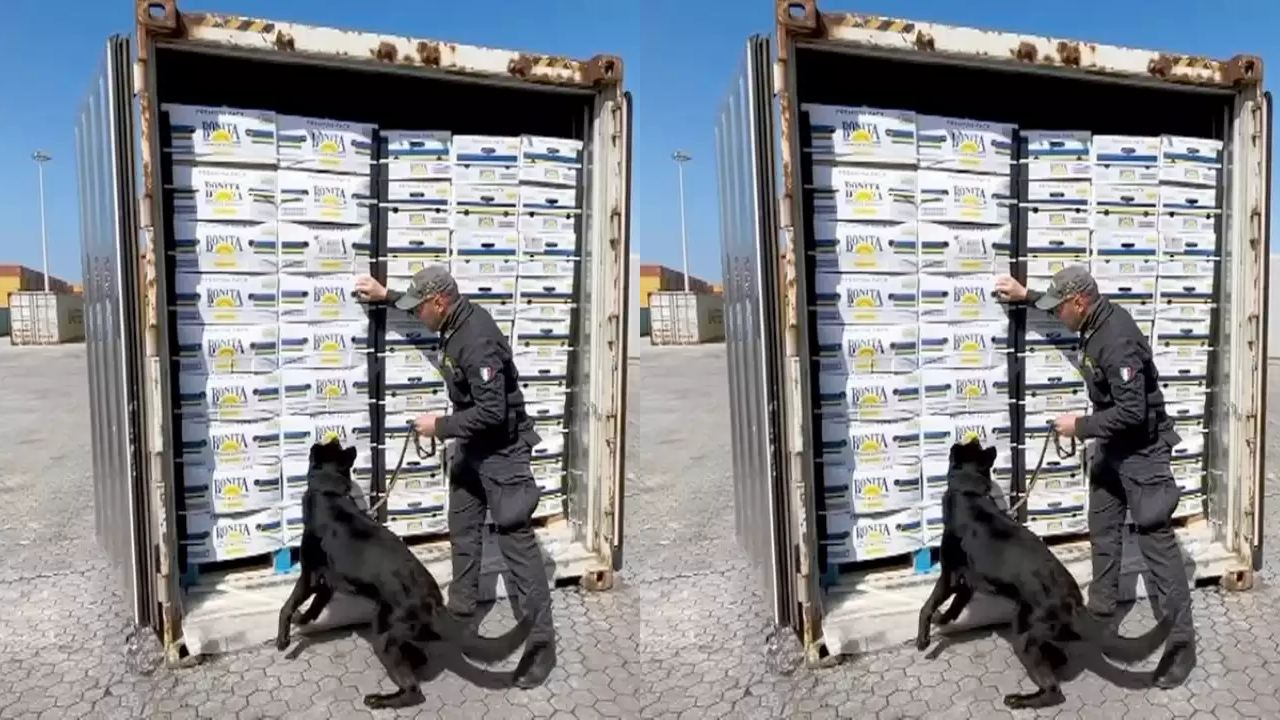 German Shepherd Dog discovers Cocaine : 70 టన్నుల అరటిపండ్ల బాక్స్లలో.. 2700 కిలోల కొకైన్..పసిగట్టేసిన డాగ్.. డ్రగ్స్ విలువ కోట్లలో.. German Shepherd Dog discovers Cocaine : 70 టన్నుల అరటిపండ్ల బాక్స్లలో.. 2700 కిలోల కొకైన్..పసిగట్టేసిన డాగ్.. డ్రగ్స్ విలువ కోట్లలో..