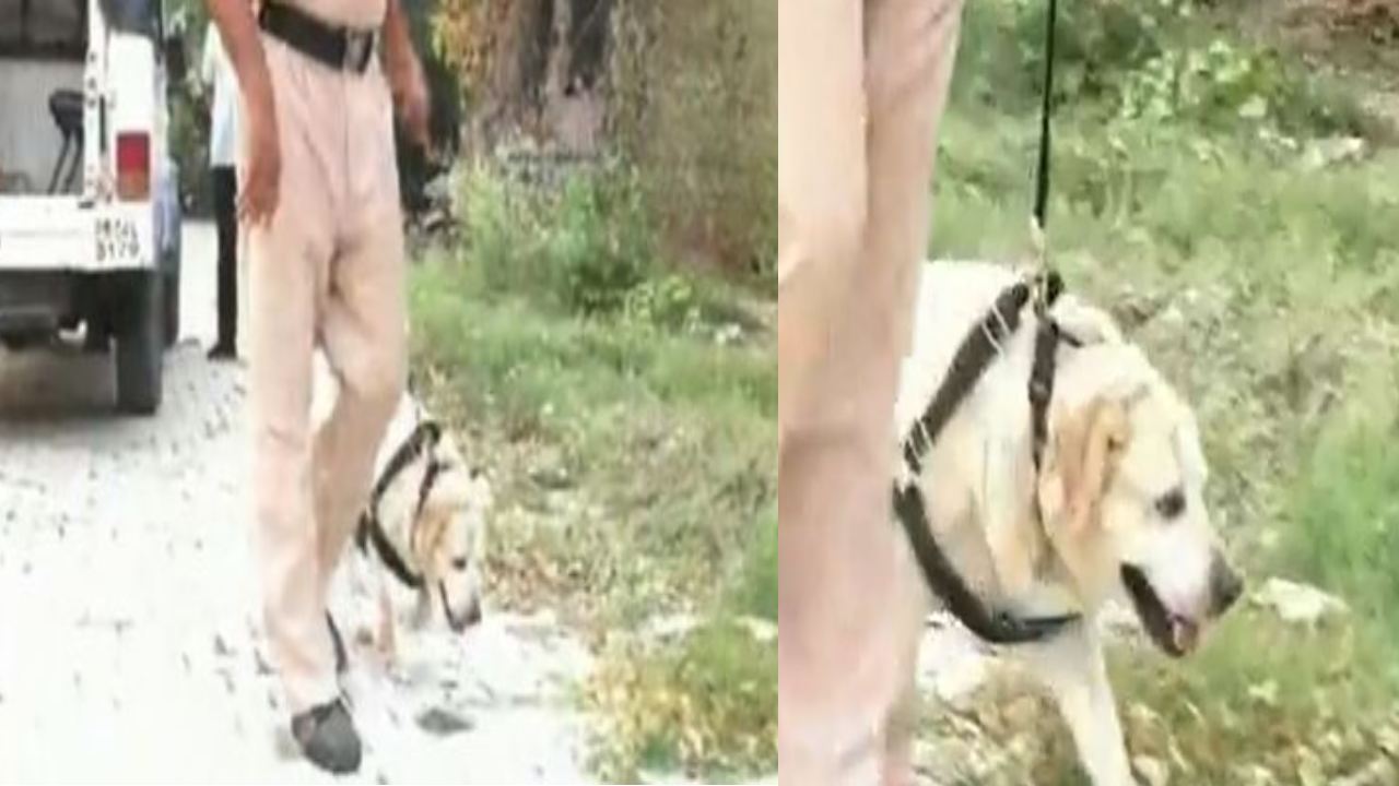 Punjab Police Dog Story : క్యాన్సర్ జయించి విధుల్లో చేరిన పంజాబ్ పోలీస్ డాగ్ Punjab Police Dog Story : క్యాన్సర్ జయించి విధుల్లో చేరిన పంజాబ్ పోలీస్ డాగ్