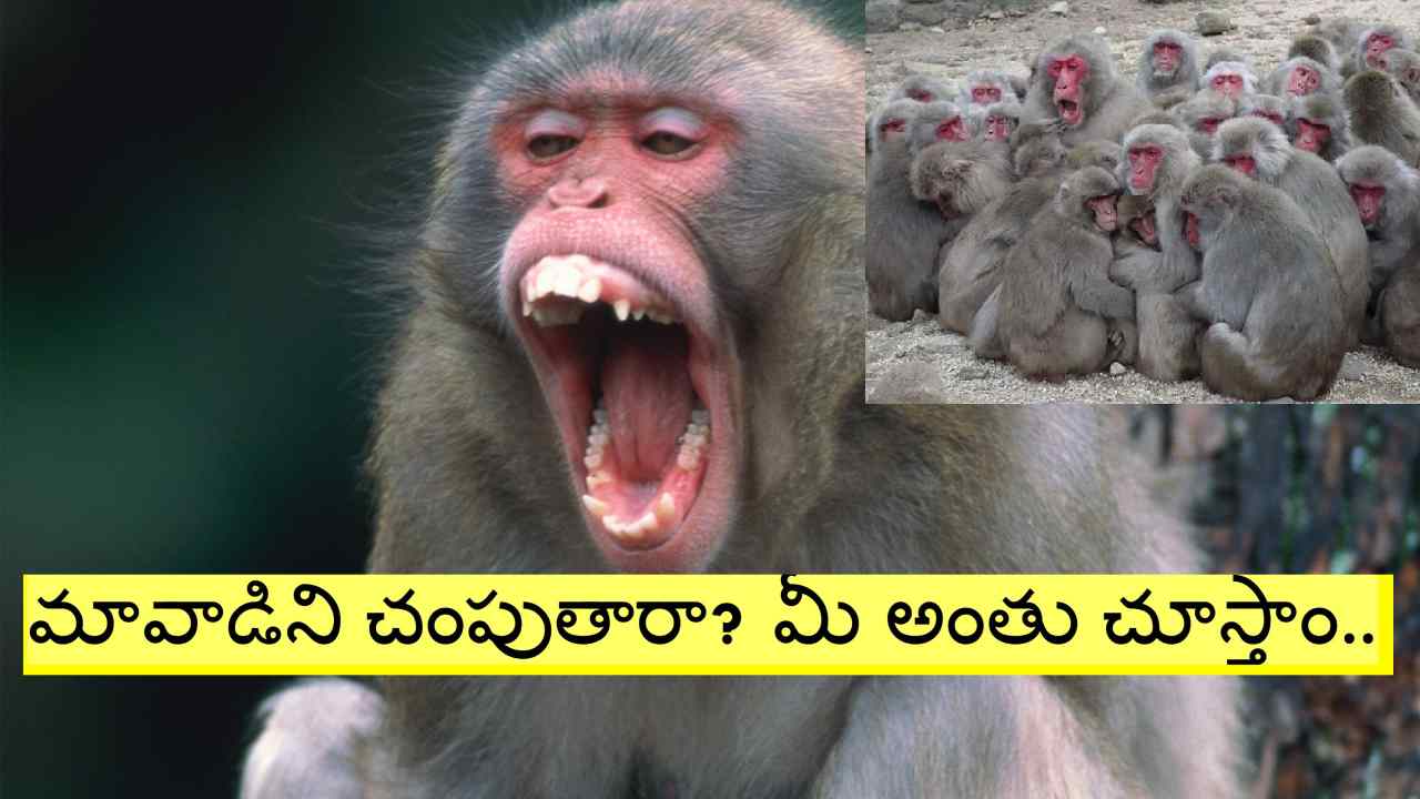 Mancherial: కోతి మృతి చెందిందని.. ఆ ఊర్లో రచ్చ రచ్చ చేస్తున్న వానరాల గుంపు Mancherial: కోతి మృతి చెందిందని.. ఆ ఊర్లో రచ్చ రచ్చ చేస్తున్న వానరాల గుంపు