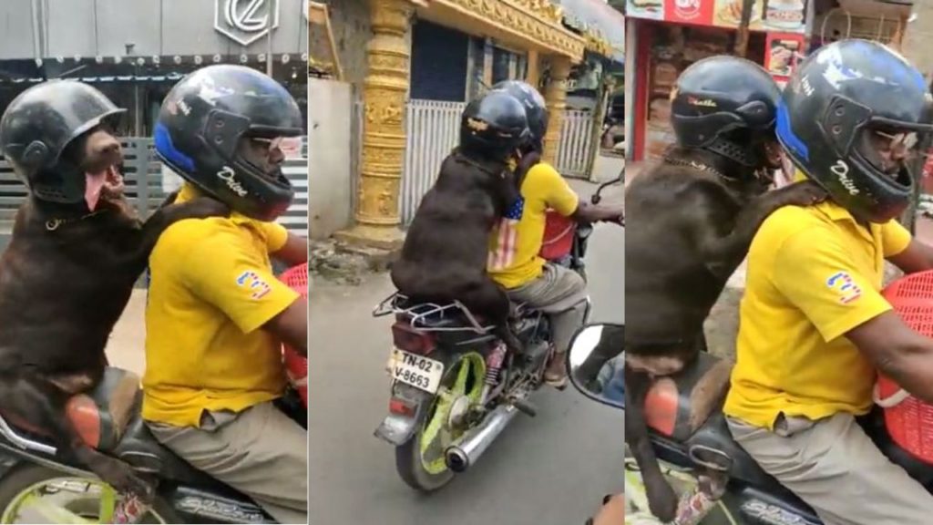 Dog wearing a helmet