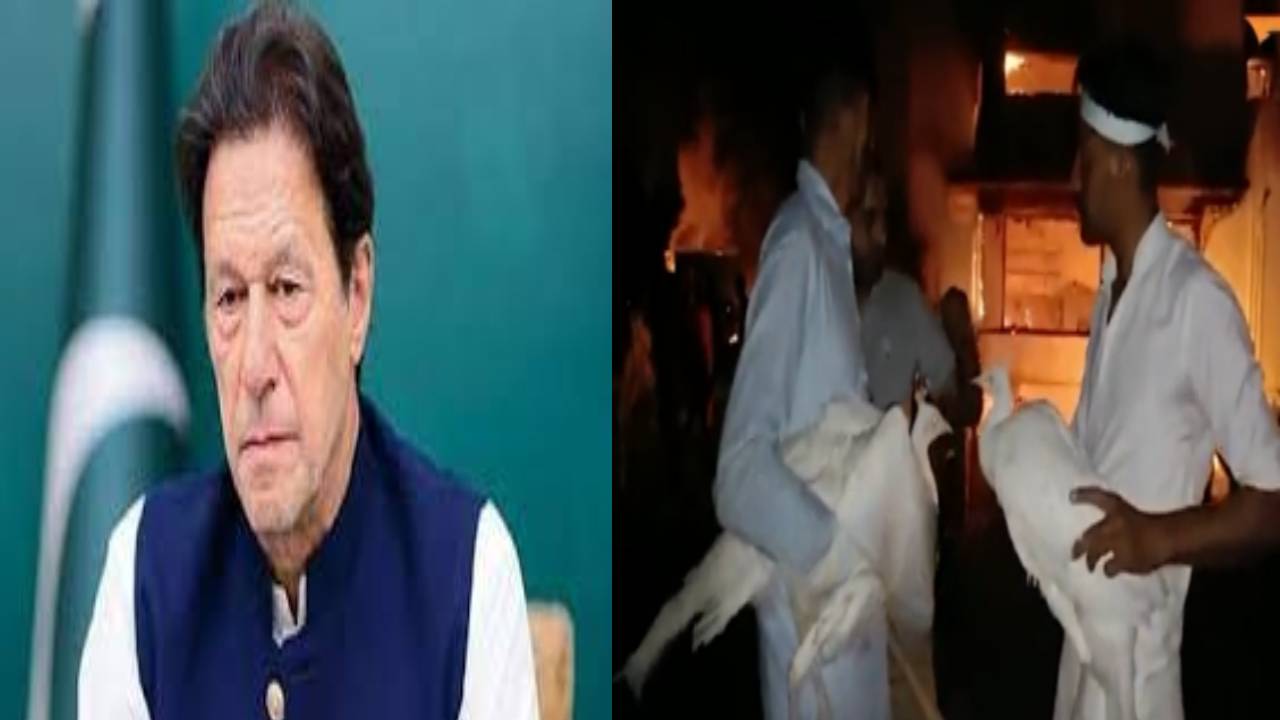 Protests by Imran Khan supporters : లాహోర్లో ఆగని నిరసనలు.. నెమళ్లు దొంగిలించిన ఇమ్రాన్ఖాన్ మద్దతుదారులు Protests by Imran Khan supporters : లాహోర్లో ఆగని నిరసనలు.. నెమళ్లు దొంగిలించిన ఇమ్రాన్ఖాన్ మద్దతుదారులు