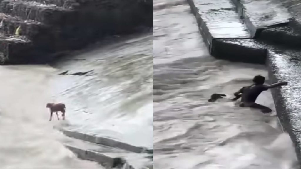 Man saved the cow