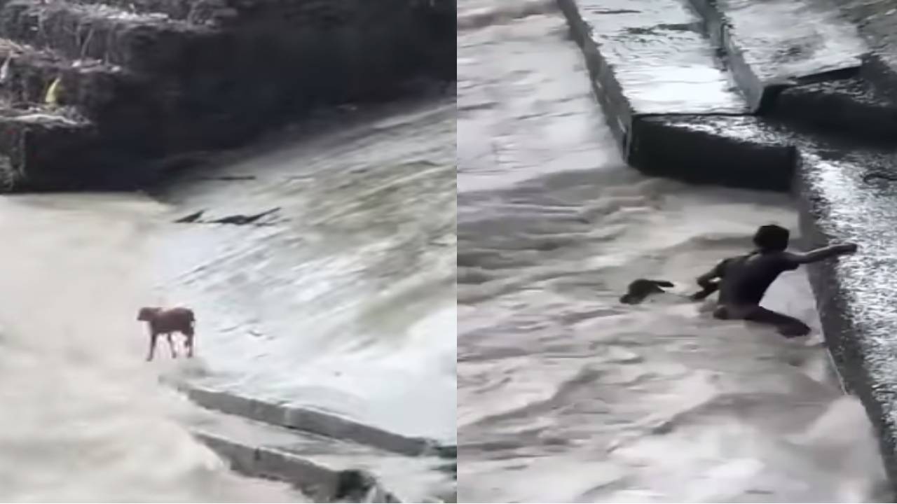 Man saved the cow : ఆవు దూడని రక్షించడం కోసం అతను ఏం చేశాడంటే? .. మనసుని కదిలించే వీడియో వైరల్ Man saved the cow : ఆవు దూడని రక్షించడం కోసం అతను ఏం చేశాడంటే? .. మనసుని కదిలించే వీడియో వైరల్