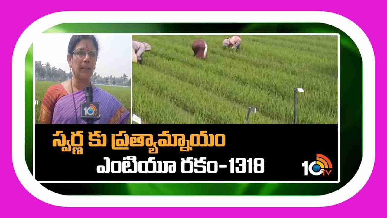 New Variety Of Rice : గోదావరి జిల్లా రైతులకు మరో కొత్త వరి వంగడం.. స్వర్ణకు ప్రత్యామ్నాయ రకం ఎంటియు1318 New Variety Of Rice : గోదావరి జిల్లా రైతులకు మరో కొత్త వరి వంగడం.. స్వర్ణకు ప్రత్యామ్నాయ రకం ఎంటియు1318