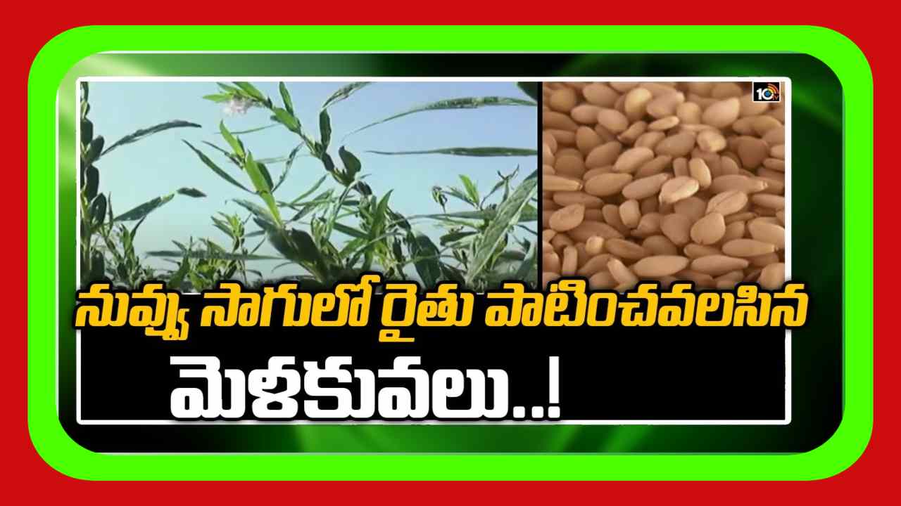 Sesame Cultivation : ఖరీఫ్ నువ్వుసాగులో మెళకువలు Sesame Cultivation : ఖరీఫ్ నువ్వుసాగులో మెళకువలు