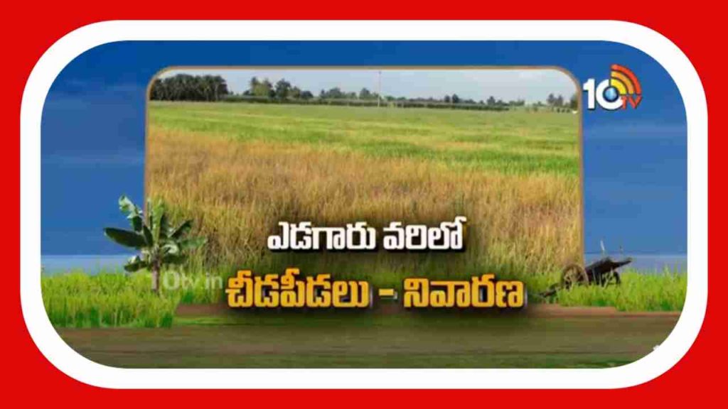 Pest Control In Paddy