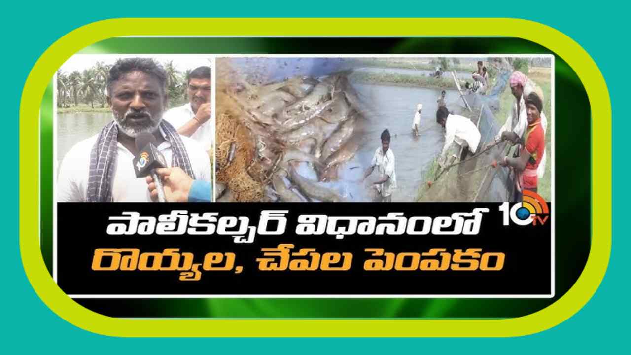 Polyculture System : పాలీకల్చర్ విధానంలో రొయ్యలు, చేపల పెంపకం Polyculture System : పాలీకల్చర్ విధానంలో రొయ్యలు, చేపల పెంపకం