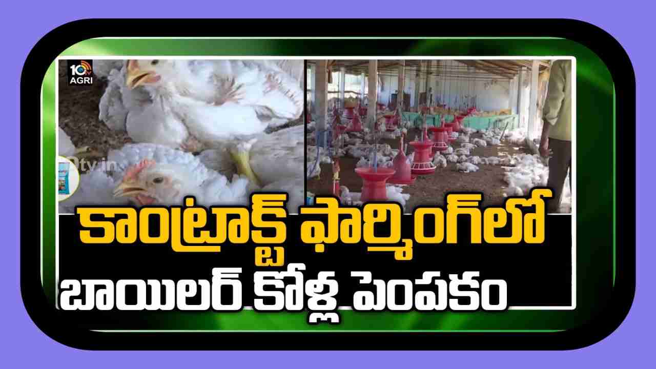 Poultry Farming : కాంట్రాక్ట్ ఫార్మింగ్ తో పౌల్ట్రీ రైతులు సేఫ్.. పెట్టుబడి లేకుండానే బ్రాయిలర్ కోళ్ల పెంపకం Poultry Farming : కాంట్రాక్ట్ ఫార్మింగ్ తో పౌల్ట్రీ రైతులు సేఫ్.. పెట్టుబడి లేకుండానే బ్రాయిలర్ కోళ్ల పెంపకం