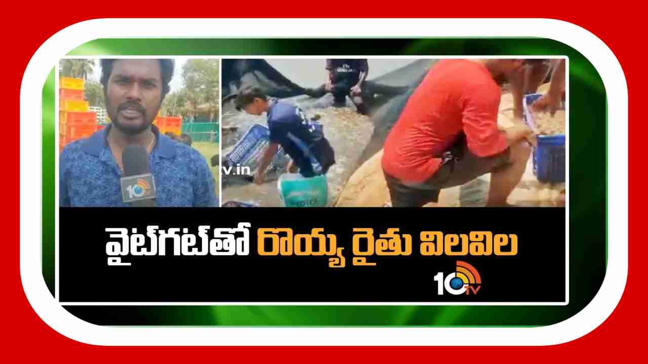 Prawn Cultivation : వైట్గట్తో రొయ్యరైతు విలవిల.. Prawn Cultivation : వైట్గట్తో రొయ్యరైతు విలవిల..
