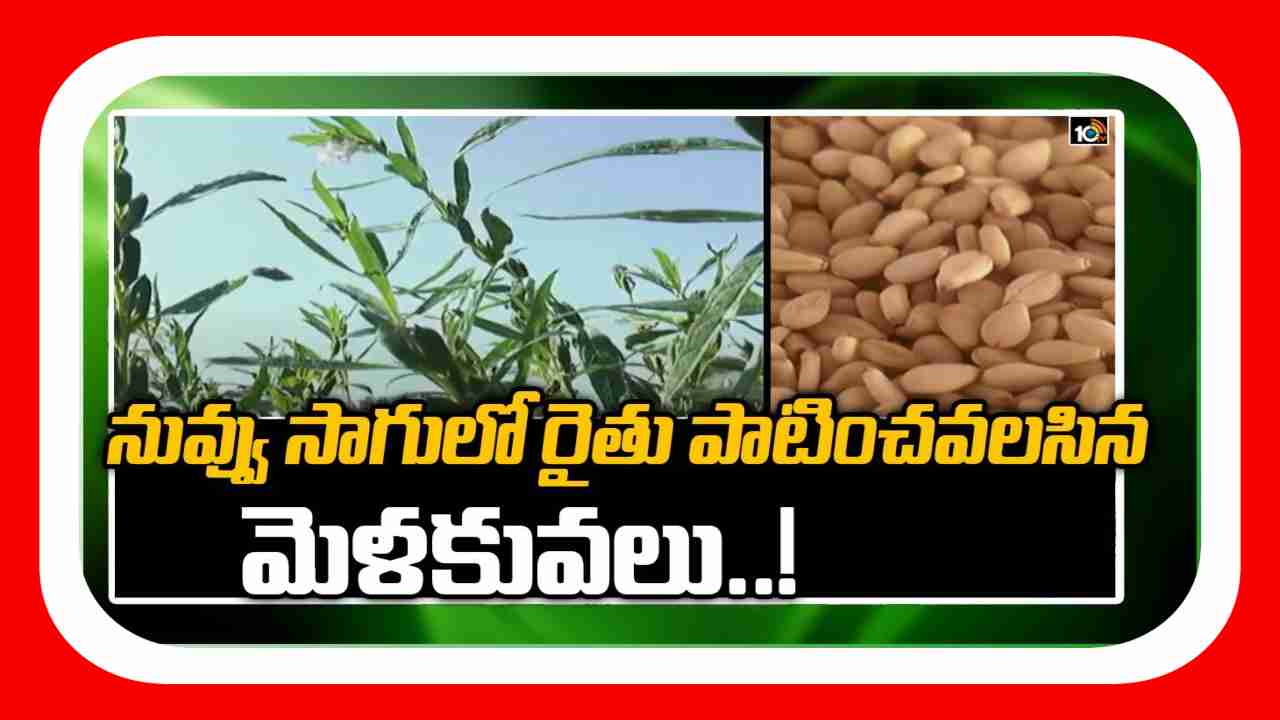 Sesame Cultivation : నువ్వుసాగులో యాజమాన్యం Sesame Cultivation : నువ్వుసాగులో యాజమాన్యం