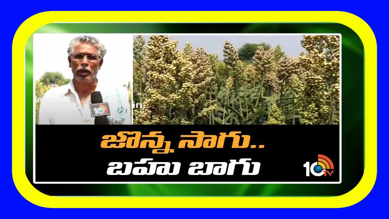Sorghum Cultivation : జొన్న సాగు.. బహు బాగు Sorghum Cultivation : జొన్న సాగు.. బహు బాగు
