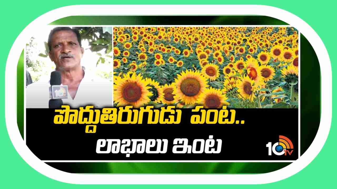 Sunflower crop Cultivation : పొద్దుతిరుగుడు పంట.. లాభాలు ఇంట Sunflower crop Cultivation : పొద్దుతిరుగుడు పంట.. లాభాలు ఇంట