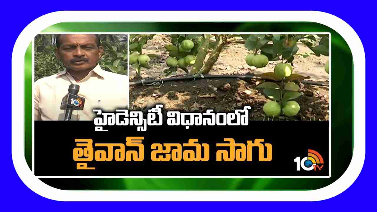 Guava Cultivation : రెండెకరాలు.. ఐదు లక్షలు! తైవాన్ జామతో అధిక లాభాలు Guava Cultivation : రెండెకరాలు.. ఐదు లక్షలు! తైవాన్ జామతో అధిక లాభాలు