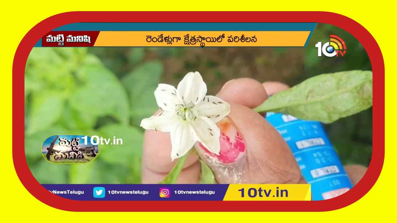 Tamara Purugu Disease : తామర పురుగులను తట్టుకునే మిరప రకం Tamara Purugu Disease : తామర పురుగులను తట్టుకునే మిరప రకం