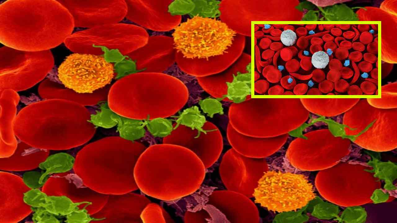 Thalassaemia : ఎర్ర రక్త కణాల ఉత్పత్తిపై జన్యుపరమైన కారణాలు ఎలా ప్రభావితం చేస్తాయంటే ? Thalassaemia : ఎర్ర రక్త కణాల ఉత్పత్తిపై జన్యుపరమైన కారణాలు ఎలా ప్రభావితం చేస్తాయంటే ?