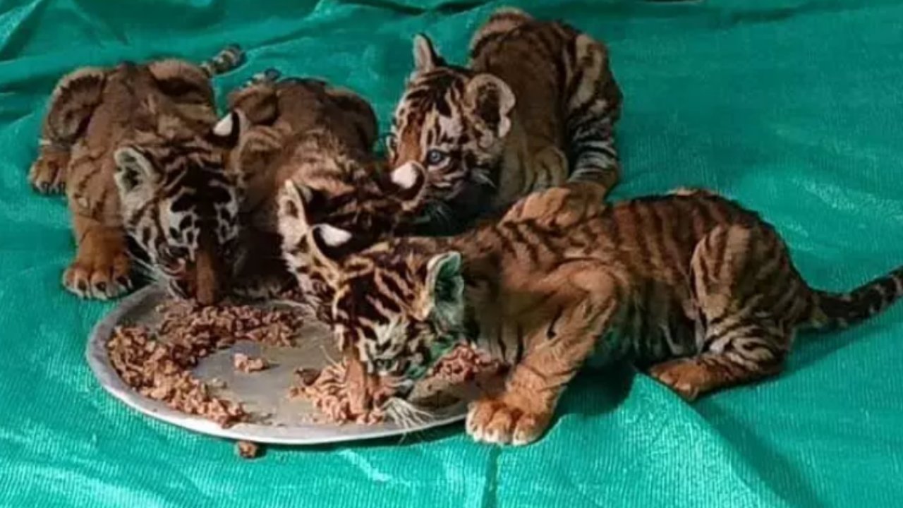 Tirupati Zoo Park: తిరుపతి జూ పార్క్లో విషాదం.. జంతు ప్రేమికుల ఆవేదన Tirupati Zoo Park: తిరుపతి జూ పార్క్లో విషాదం.. జంతు ప్రేమికుల ఆవేదన