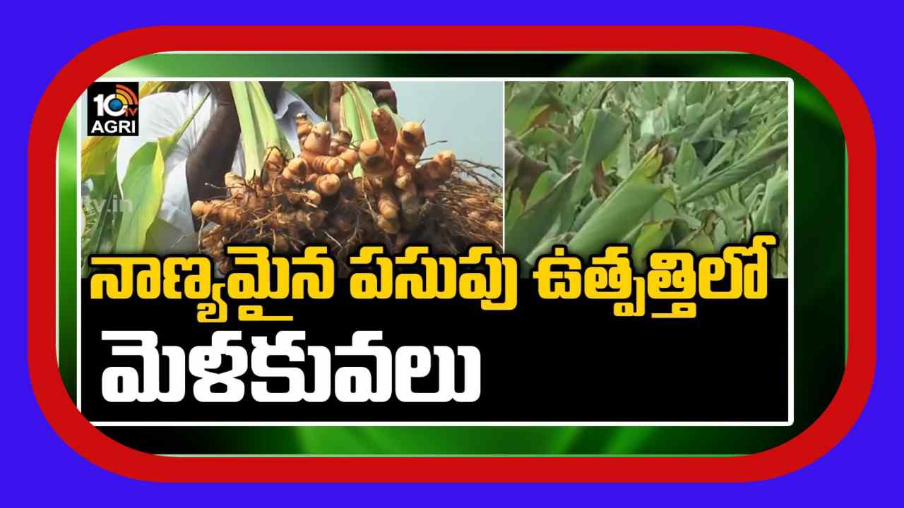 Turmeric Production : పసుపు తీతలో జాగ్రత్తలు.. నాణ్యమైన పసుపు ఉత్పత్తికి మెళకువలు Turmeric Production : పసుపు తీతలో జాగ్రత్తలు.. నాణ్యమైన పసుపు ఉత్పత్తికి మెళకువలు