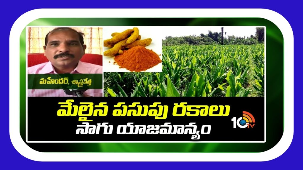 Turmeric Crop Cultivation