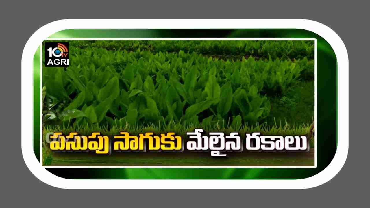 Turmeric Crop Cultivation : మేలైన పసుపు రకాలు.. సాగు యాజమాన్యం Turmeric Crop Cultivation : మేలైన పసుపు రకాలు.. సాగు యాజమాన్యం