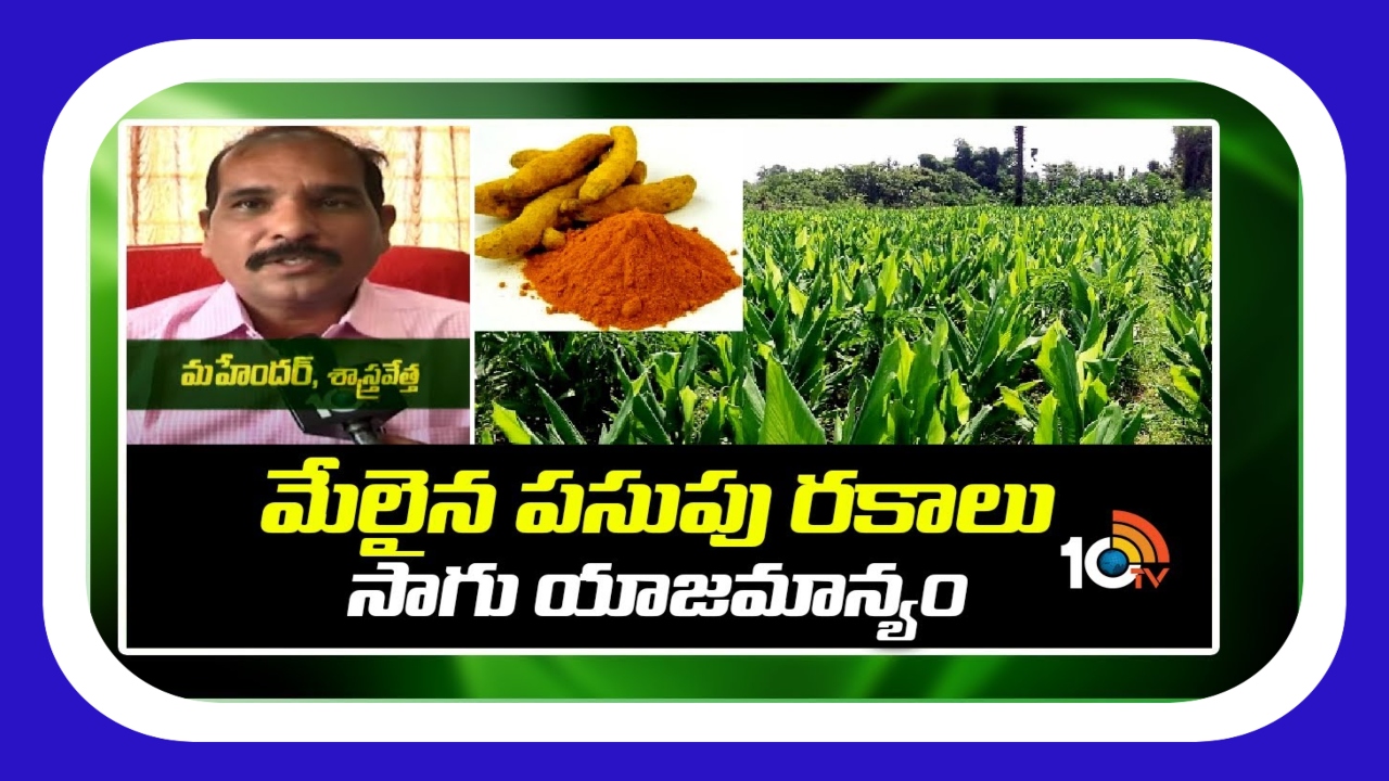 Turmeric Crop Cultivation : మేలైన పసుపు రకాలు.. సాగు యాజమాన్యం Turmeric Crop Cultivation : మేలైన పసుపు రకాలు.. సాగు యాజమాన్యం