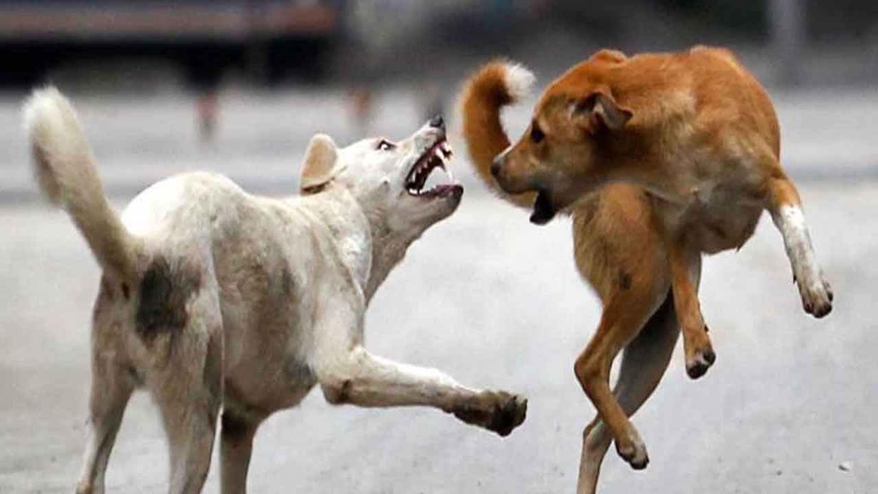 Dog Attack: ఒక వీధి కుక్క దాడిలో ఇద్దరు డాక్టర్లు సహా ఐదుగురికి తీవ్ర గాయాలు Dog Attack: ఒక వీధి కుక్క దాడిలో ఇద్దరు డాక్టర్లు సహా ఐదుగురికి తీవ్ర గాయాలు