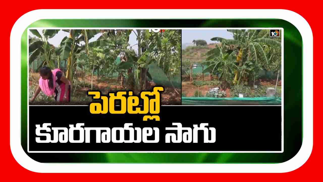 Vegetable Cultivation : పెరటితోటలతో ఏడాది పొడవునా కూరగాయల లభ్యత Vegetable Cultivation : పెరటితోటలతో ఏడాది పొడవునా కూరగాయల లభ్యత
