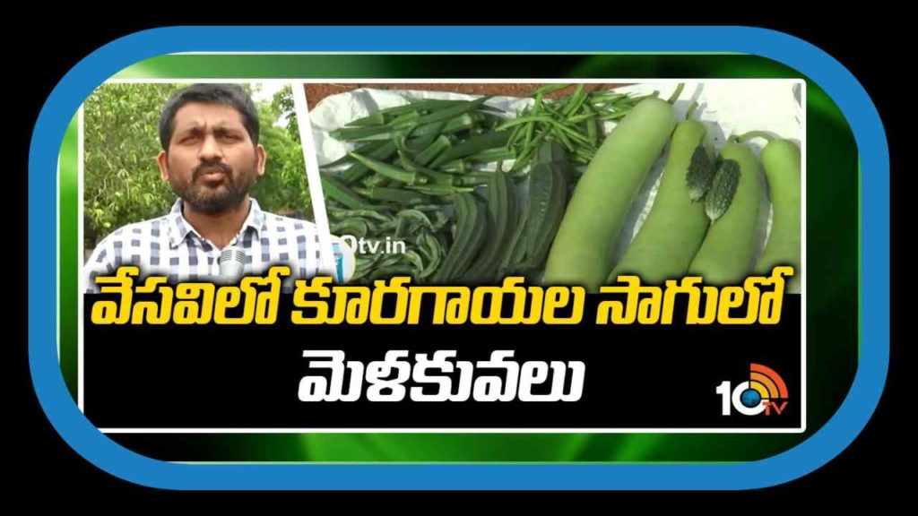 Vegetable Farming In Summer