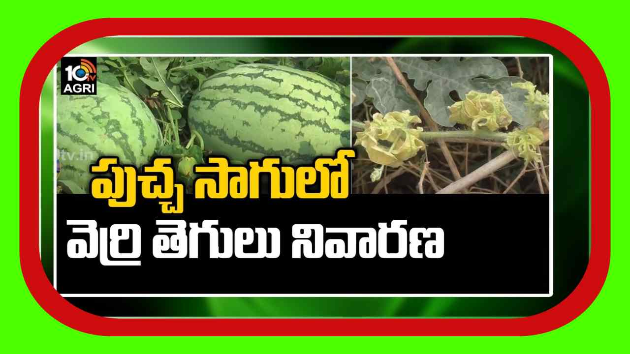Watermelon Crop Cultivation : పుచ్చతోటల్లో ఉధృతంగావెర్రితెగులు.. అధిగమించేందుకు శాస్త్రవేత్తల సూచనలు Watermelon Crop Cultivation : పుచ్చతోటల్లో ఉధృతంగావెర్రితెగులు.. అధిగమించేందుకు శాస్త్రవేత్తల సూచనలు