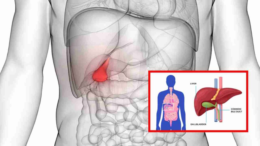 gallbladder