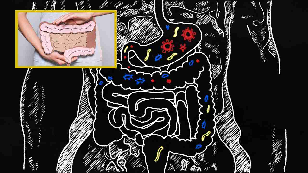 Increase Intestinal Health : ప్రేగు ఆరోగ్యాన్ని పెంచడానికి దోహదపడే రోజువారీ అలవాట్లు ! Increase Intestinal Health : ప్రేగు ఆరోగ్యాన్ని పెంచడానికి దోహదపడే రోజువారీ అలవాట్లు !