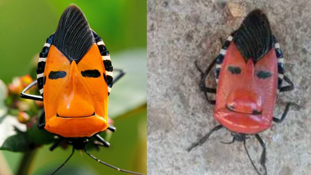 insect human face