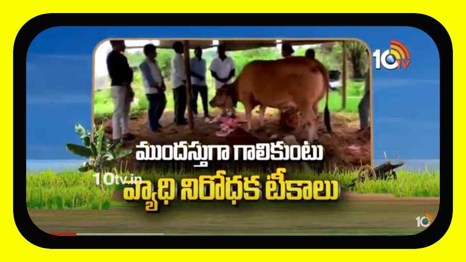 Vaccinations For Animals : పశువులలో ముందస్తుగా గాలికుంటు వ్యాధి నిరోధక టీకాలు Vaccinations For Animals : పశువులలో ముందస్తుగా గాలికుంటు వ్యాధి నిరోధక టీకాలు