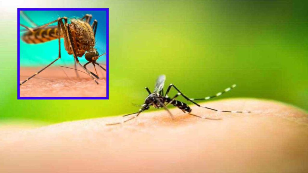 mosquitoes