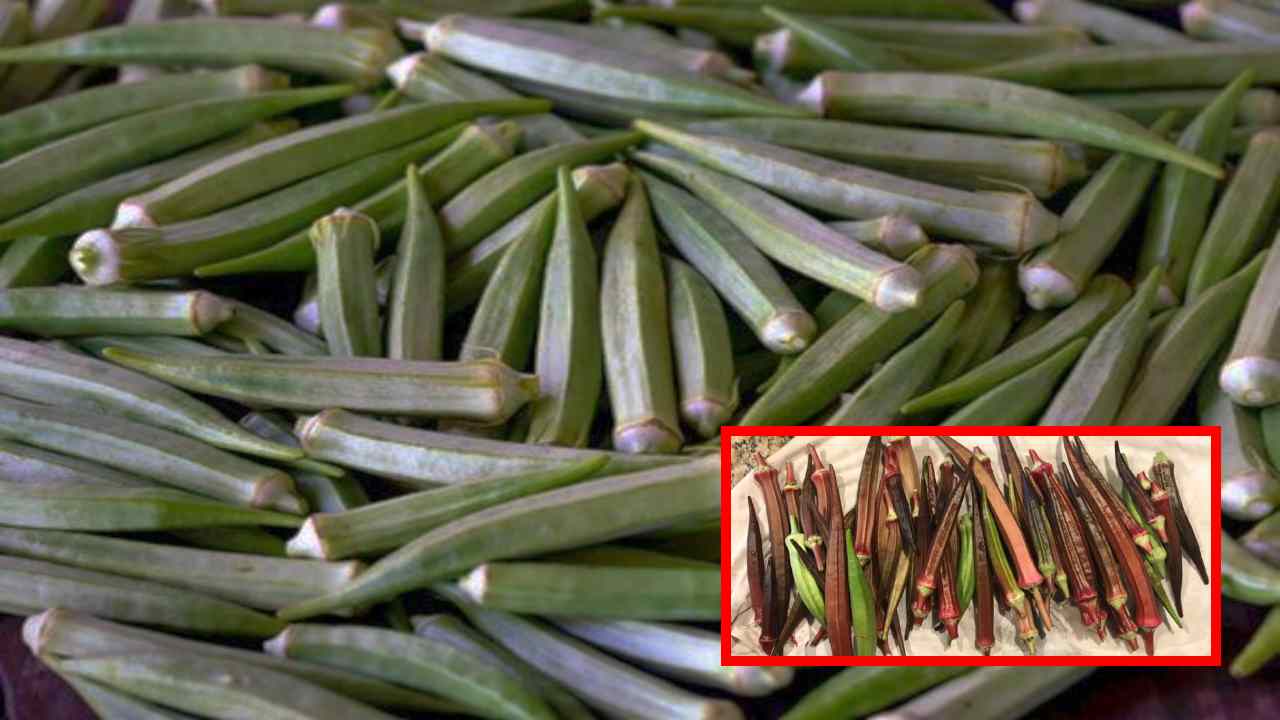 Fresh Okra : మార్కెట్ లో కూరగాయల కొనుగోలు సందర్భంలో తాజా బెండకాయలను ఎంచుకోవటం ఎలా ? Fresh Okra : మార్కెట్ లో కూరగాయల కొనుగోలు సందర్భంలో తాజా బెండకాయలను ఎంచుకోవటం ఎలా ?