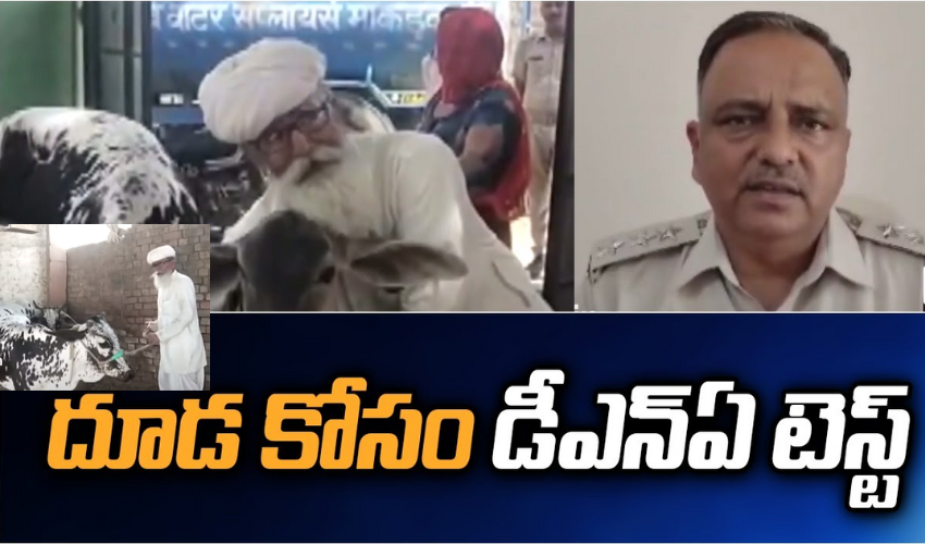 దూడ కోసం డీఎన్ఏ టెస్ట్