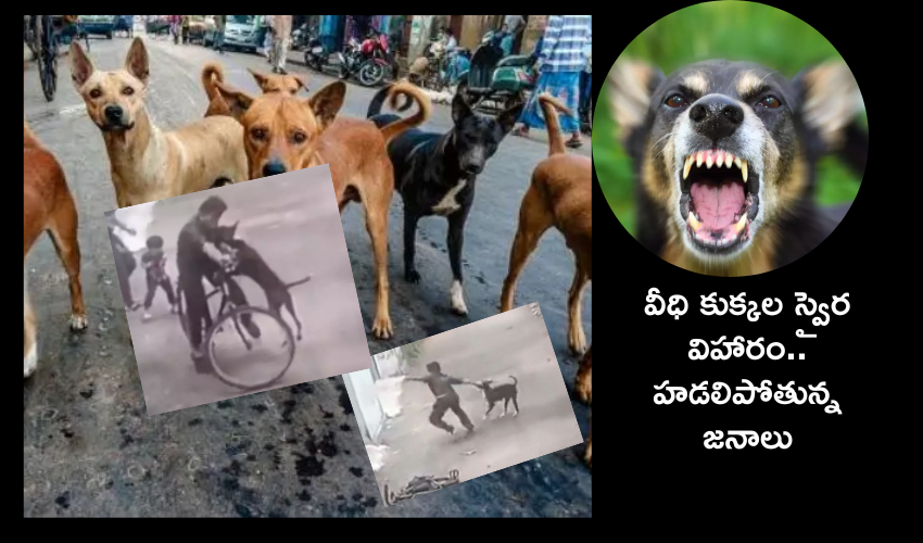 stray dogs attack