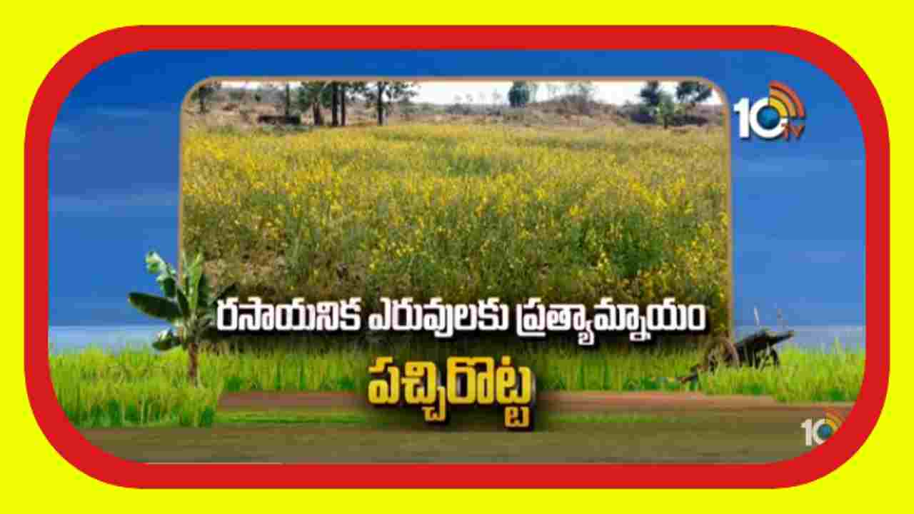 Alternative Fertilizers : రసాయన ఎరువులకు ప్రత్యామ్నాయం పచ్చిరొట్ట పైర్లు Alternative Fertilizers : రసాయన ఎరువులకు ప్రత్యామ్నాయం పచ్చిరొట్ట పైర్లు