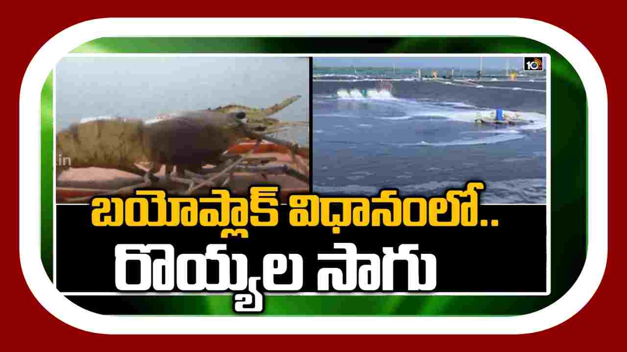 Aqua Farming : రొయ్యపిల్లల పెంపకానికి.. బయోసెక్యూరిటీ నర్సరీలు Aqua Farming : రొయ్యపిల్లల పెంపకానికి.. బయోసెక్యూరిటీ నర్సరీలు