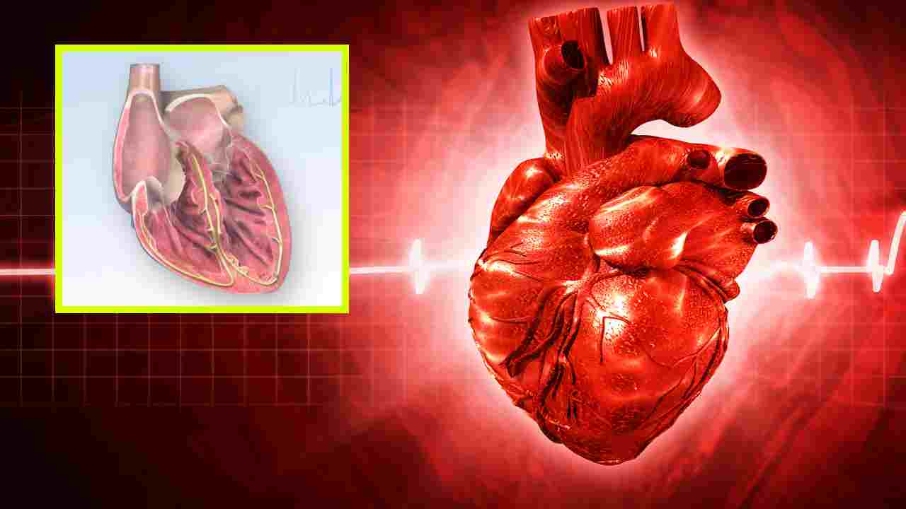 Arrhythmias : కార్డియాక్ అరిథ్మియా ప్రాణాంతకమా? అయితే ఎలా గుర్తించాలి? Arrhythmias : కార్డియాక్ అరిథ్మియా ప్రాణాంతకమా? అయితే ఎలా గుర్తించాలి?