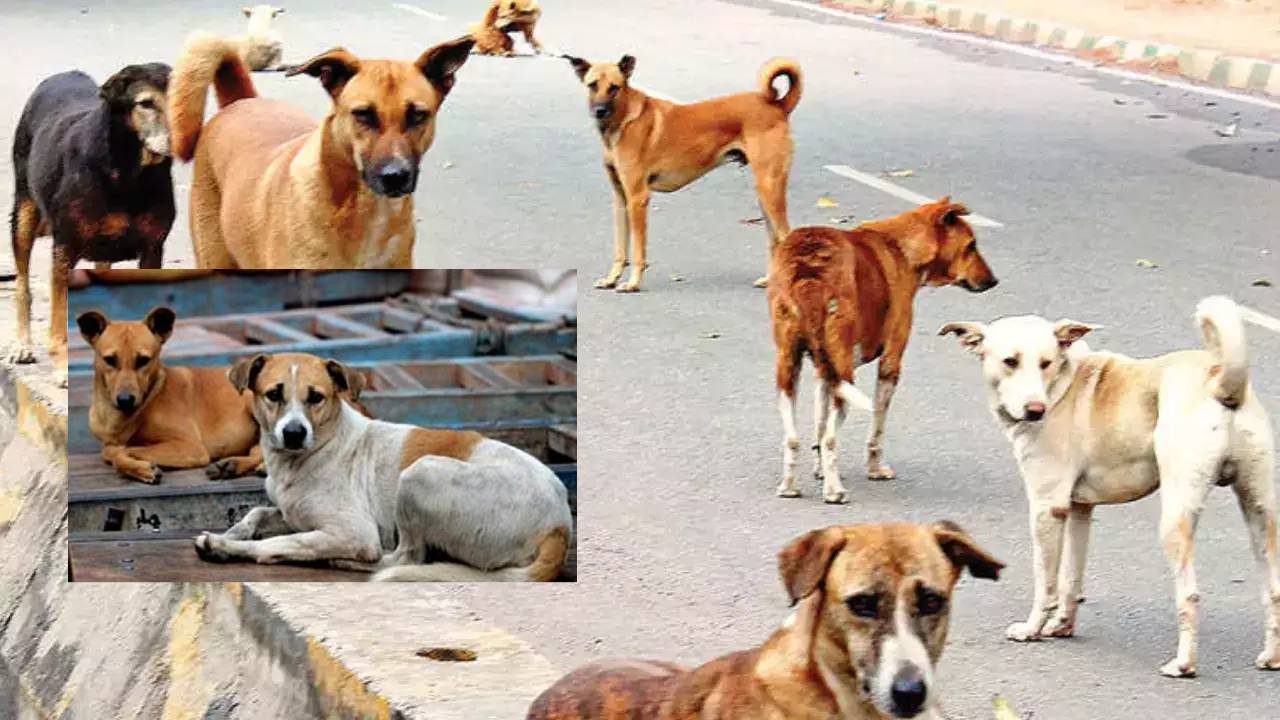Stray Dogs : చెప్పులు ఎత్తుకెళ్లాయని కుక్కలకు కుటుంబ నియంత్రణ ఆపరేషన్ చేయించిన మాజీ మేయర్ Stray Dogs : చెప్పులు ఎత్తుకెళ్లాయని కుక్కలకు కుటుంబ నియంత్రణ ఆపరేషన్ చేయించిన మాజీ మేయర్