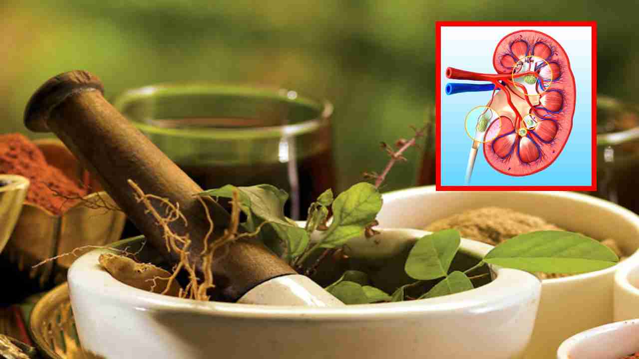 Ayurveda For kidney : మహిళల్లో మూత్రపిండాల వ్యాధికి 7 కారణాలు.. చికిత్సలో సహాయపడే ఆయుర్వేద చిట్కాలు ! Ayurveda For kidney : మహిళల్లో మూత్రపిండాల వ్యాధికి 7 కారణాలు.. చికిత్సలో సహాయపడే ఆయుర్వేద చిట్కాలు !