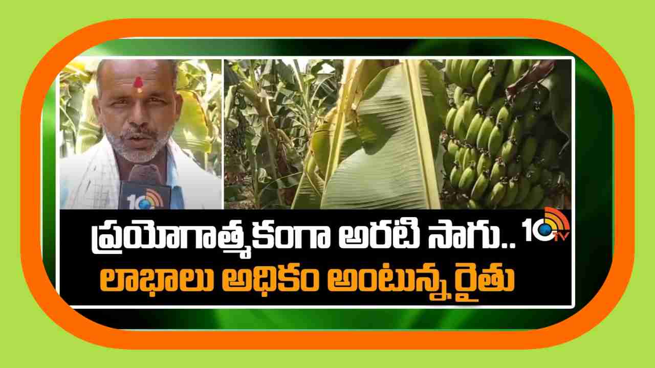 Banana Crop Cultivation : ప్రయోగాత్మకంగా అరటి సాగు.. లాభాలు అధికం అంటున్న రైతు Banana Crop Cultivation : ప్రయోగాత్మకంగా అరటి సాగు.. లాభాలు అధికం అంటున్న రైతు