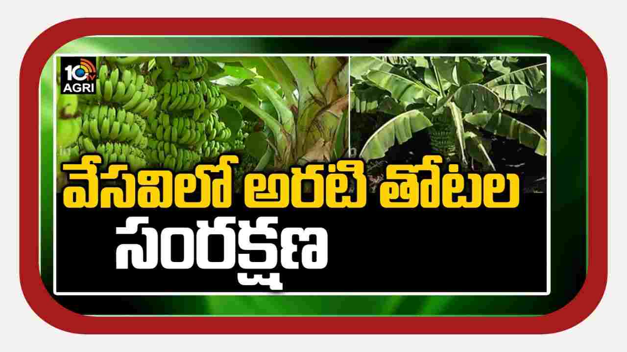 Banana Cultivation : వేసవిలో అరటి తోటల సంరక్షణ Banana Cultivation : వేసవిలో అరటి తోటల సంరక్షణ