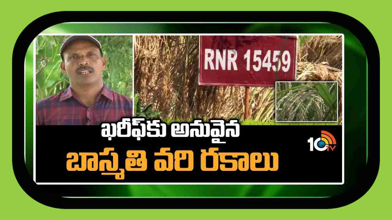 Basmati Cultivation : ఖరీఫ్ కు అనువైన బాస్మతి వరి రకాలు Basmati Cultivation : ఖరీఫ్ కు అనువైన బాస్మతి వరి రకాలు