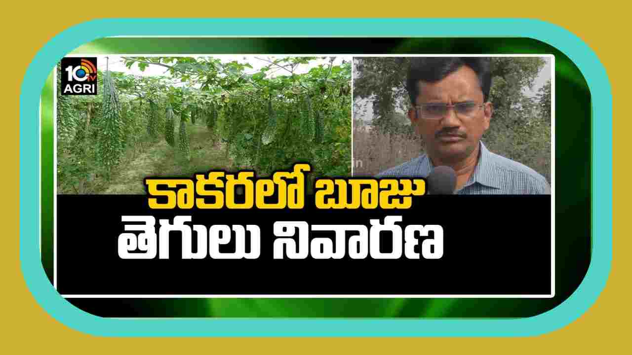 Bitter Gourd Farming : పందిరి కూరగాయలకు బూడిద తెగులు.. నివారణకు శాస్త్రవేత్తల సలహాలు Bitter Gourd Farming : పందిరి కూరగాయలకు బూడిద తెగులు.. నివారణకు శాస్త్రవేత్తల సలహాలు