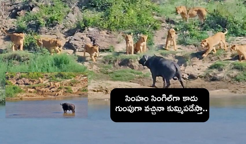 Buffalo fight On Lions : సింహం సింగిల్గా కాదు గుంపుగా వచ్చినా చుక్కలు చూపించిన గేదె.. Buffalo fight On Lions : సింహం సింగిల్గా కాదు గుంపుగా వచ్చినా చుక్కలు చూపించిన గేదె..