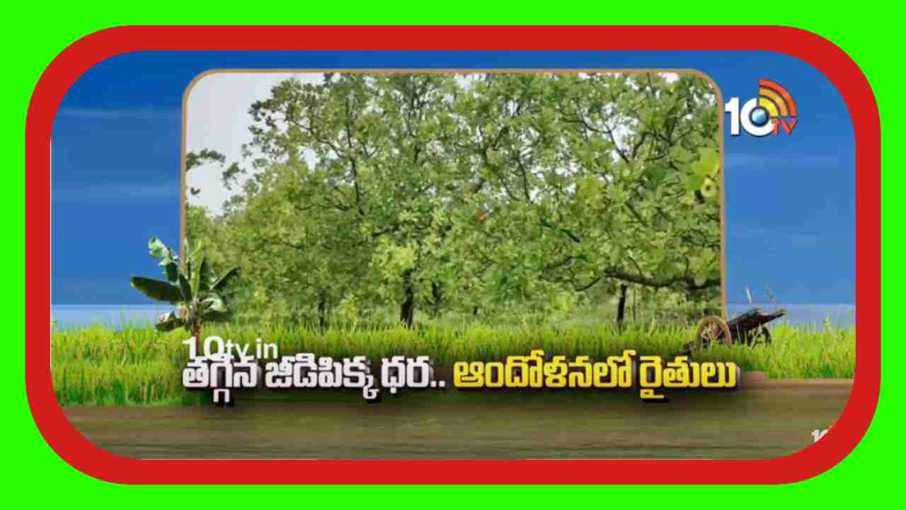 Cashew Nuts Price : తగ్గిన జీడిపిక్క ధర.. ఆందోళనలో రైతులు Cashew Nuts Price : తగ్గిన జీడిపిక్క ధర.. ఆందోళనలో రైతులు