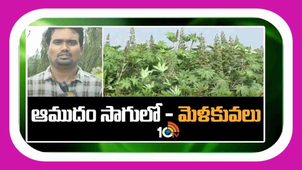 Castor cultivation