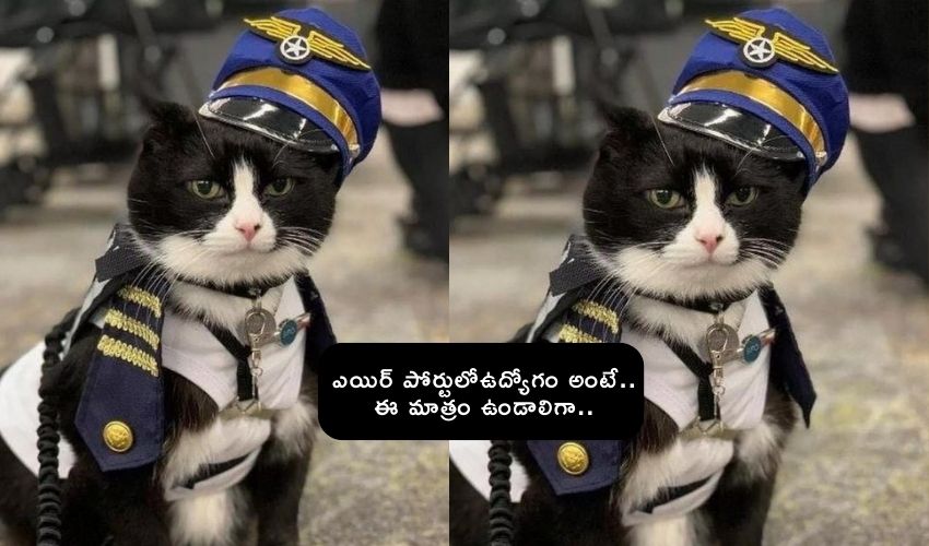 Cat Job In International Airport
