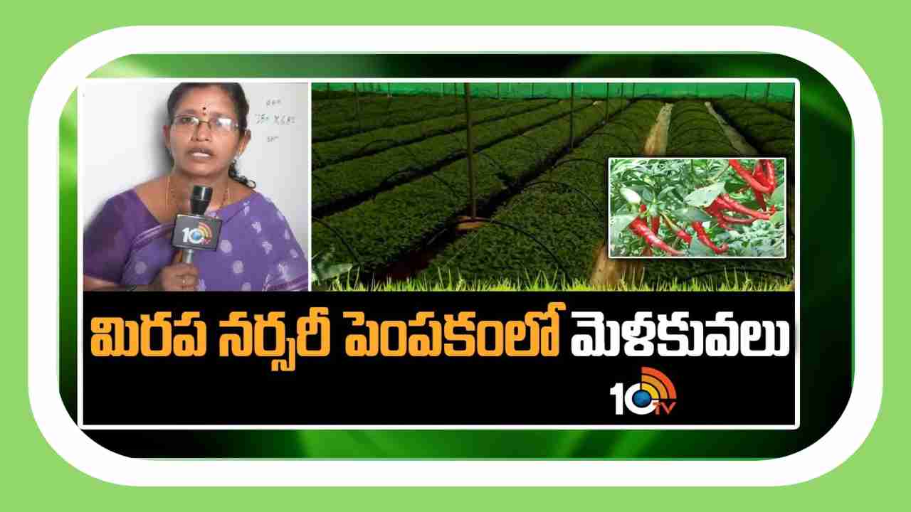Chilli Nursery Management : నాణ్యమైన మిరప నారు కోసం నారుమడిలో మేలైన యాజమాన్య పద్ధతులు Chilli Nursery Management : నాణ్యమైన మిరప నారు కోసం నారుమడిలో మేలైన యాజమాన్య పద్ధతులు